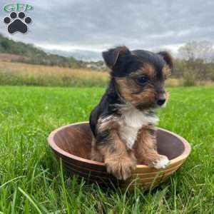 Willow, Yorkie Puppy